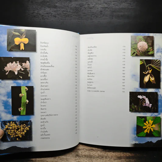 สวนพฤกษศาสตร์สมเด็จพระนางเจ้าสิริกิติ์ เล่ม 5 - องค์การสวนพฤกษศาสตร์ สำนักนายกรัฐมนตรี รูปที่ 8