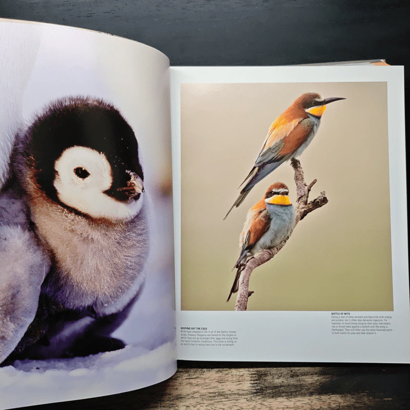 Illustrated Encyclopedia of Birds รูปที่ 8
