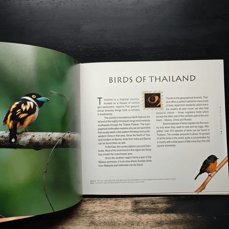 Wild Wings - Amith sutibut รูปที่ 11