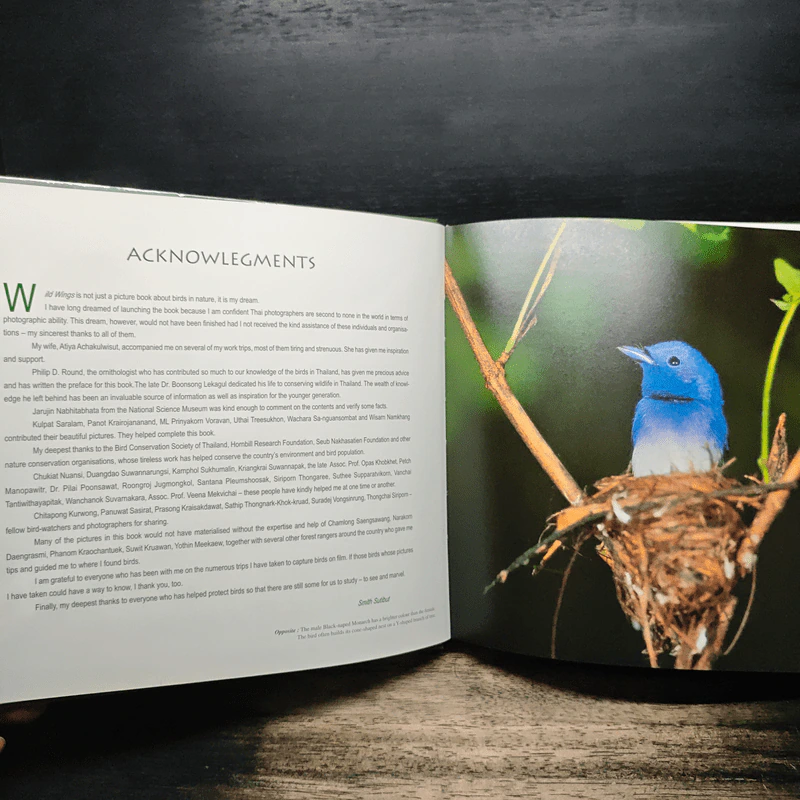Wild Wings - Amith sutibut รูปที่ 8