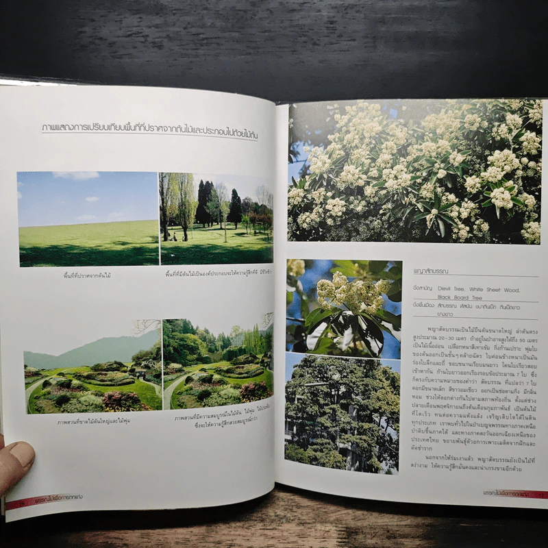 พรรณไม้เพื่อการตกแต่ง Plants For Decoration - รองศาสตราจารย์พรรณเพ็ญ ฉายปรีชา รูปที่ 9