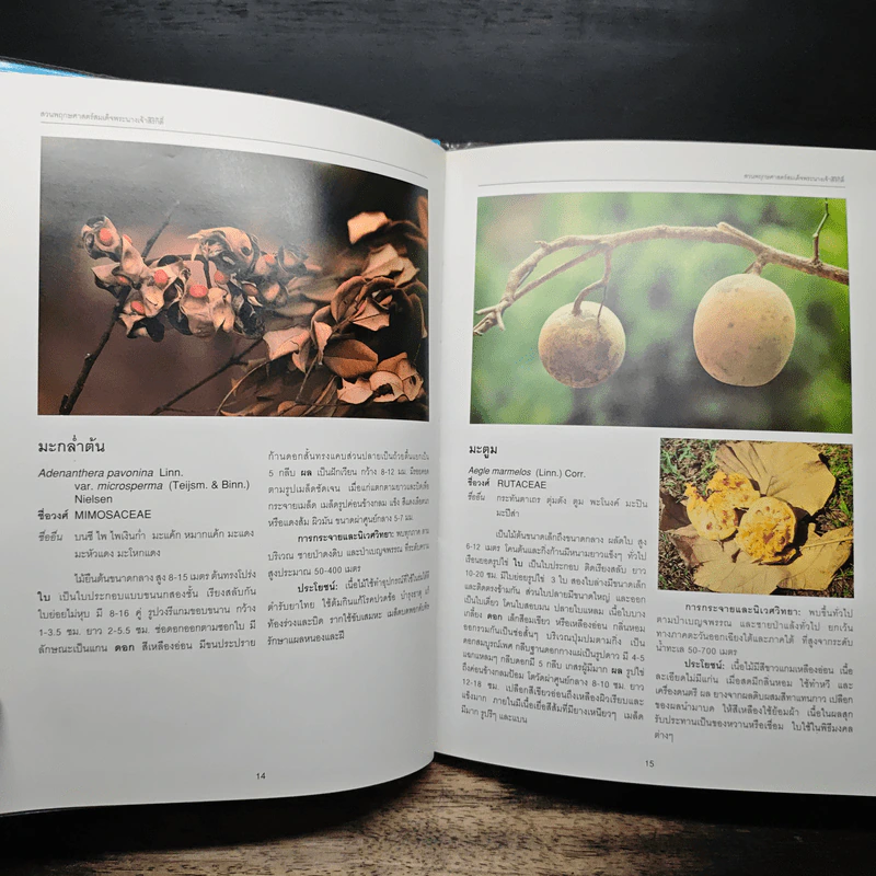 สวนพฤกษศาสตร์สมเด็จพระนางเจ้าสิริกิติ์ เล่ม 1 - องค์การสวนพฤกษศาสตร์ สำนักนายกรัฐมนตรี รูปที่ 11