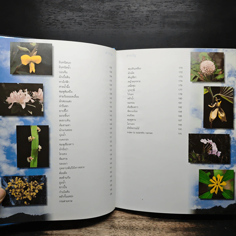 สวนพฤกษศาสตร์สมเด็จพระนางเจ้าสิริกิติ์ เล่ม 5 - องค์การสวนพฤกษศาสตร์ สำนักนายกรัฐมนตรี รูปที่ 8