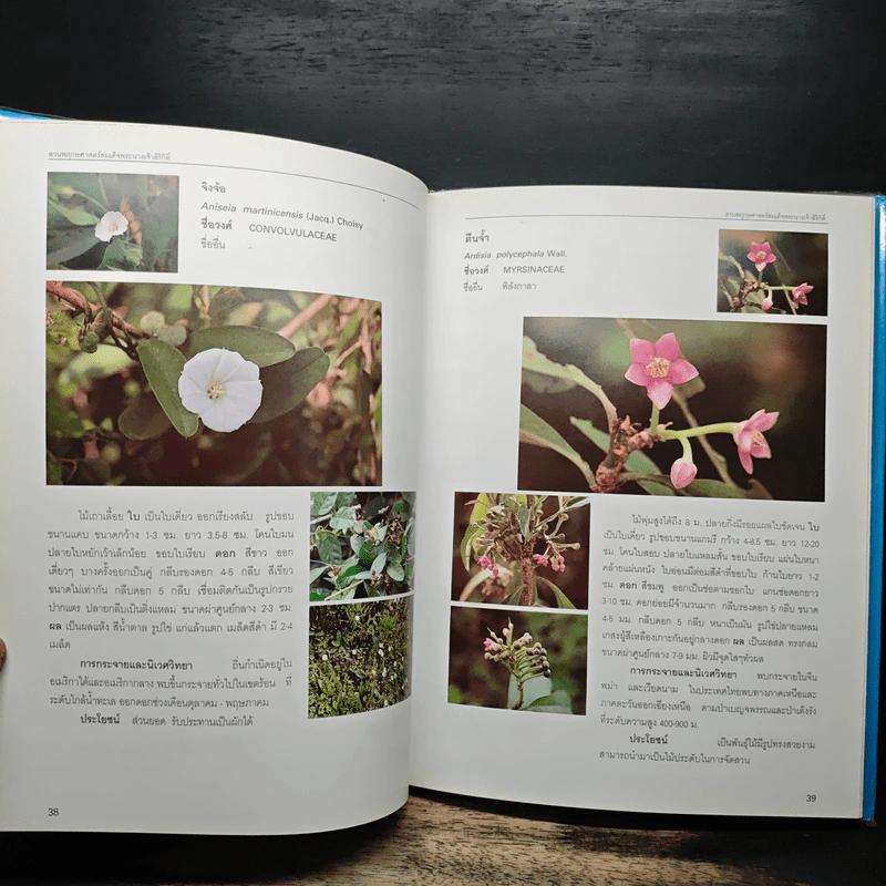 สวนพฤกษศาสตร์สมเด็จพระนางเจ้าสิริกิติ์ เล่ม 4 - องค์การสวนพฤกษศาสตร์ สำนักนายกรัฐมนตรี รูปที่ 9