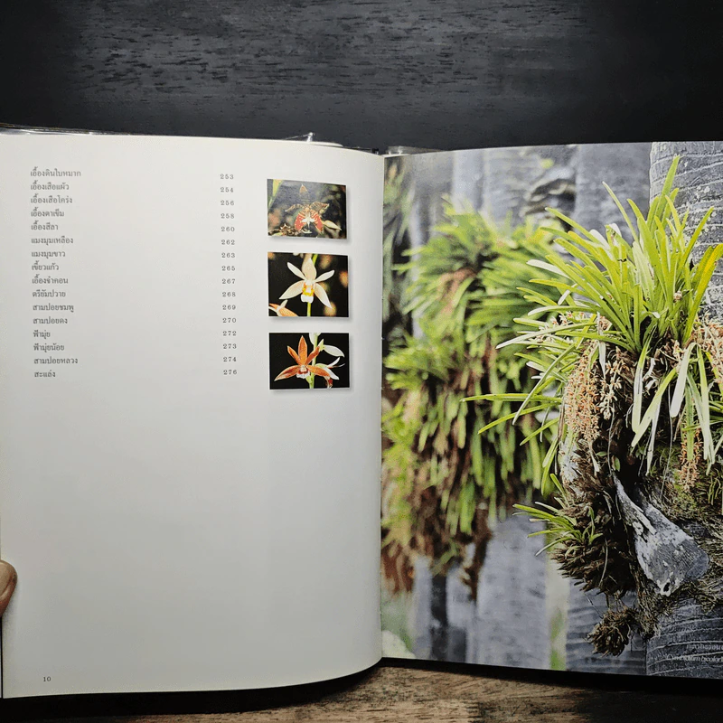 สวนพฤกษศาสตร์สมเด็จพระนางเจ้าสิริกิติ์ เล่ม 6 กล้วยไม้ไทย - องค์การสวนพฤกษศาสตร์ สำนักนายกรัฐมนตรี รูปที่ 8
