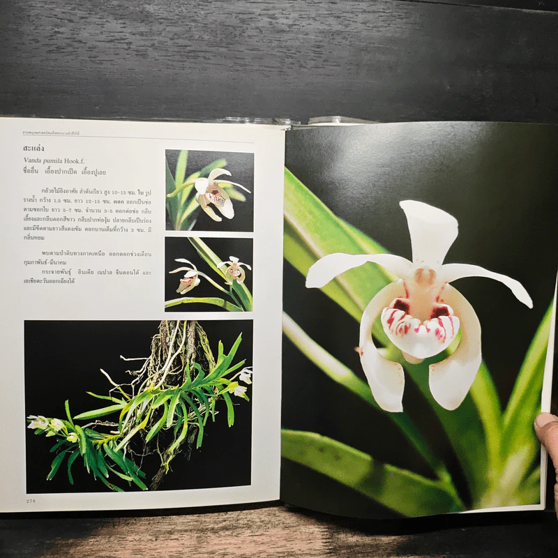 สวนพฤกษศาสตร์สมเด็จพระนางเจ้าสิริกิติ์ เล่ม 6 กล้วยไม้ไทย - องค์การสวนพฤกษศาสตร์ สำนักนายกรัฐมนตรี รูปที่ 10