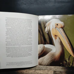 Birds of Southern Africa รูปที่ 6