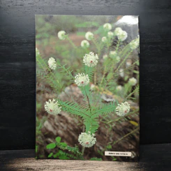 Wildflowers of the Western State รูปที่ 2