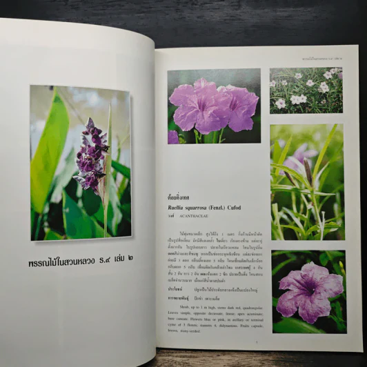 พรรณไม้ในสวนหลวง ร.9 เล่ม 2 - รศ.ดร.อิศรา วงศ์ข้าหลวง รูปที่ 8