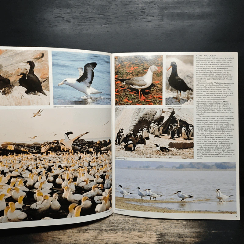 Birds of Southern Africa รูปที่ 7