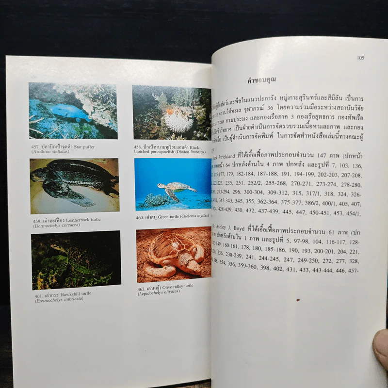 โครงการอุทยานใต้ทะเล จุฬาภรณ์ 36 คู่มือสัตว์และพืชในแนวปะการัง หมู่เกาะสุรินทร์และสิมิลัน รูปที่ 8