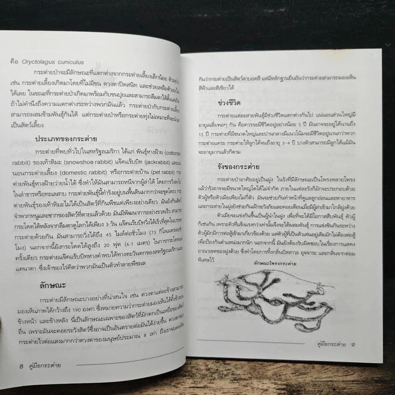 คู่มือกระต่าย The Rabbit Handbook - กณิกกนันท์ ลีฬวรรณ รูปที่ 8