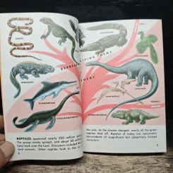 Reptiles and Amphibians รูปที่ 8