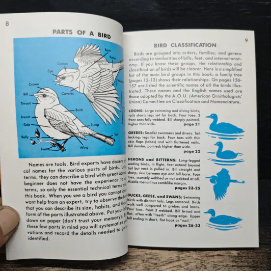 A Golden Guide Birds รูปที่ 9