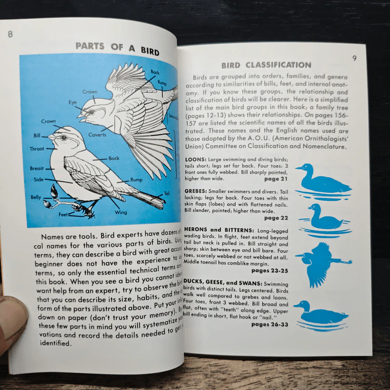 A Golden Guide Birds รูปที่ 9