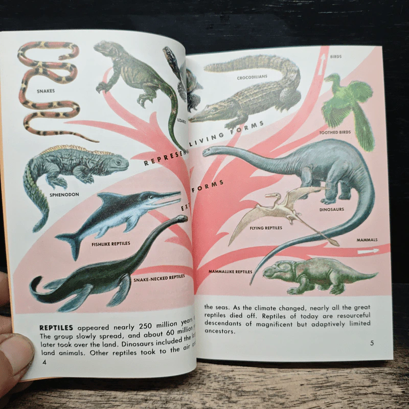 Reptiles and Amphibians รูปที่ 8