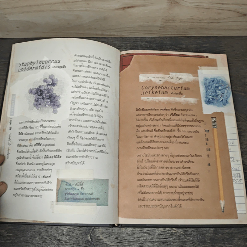 Microbiota อวัยวะที่ถูกลืม - ธิดากานต์ รุจิพัฒนกุล รูปที่ 7