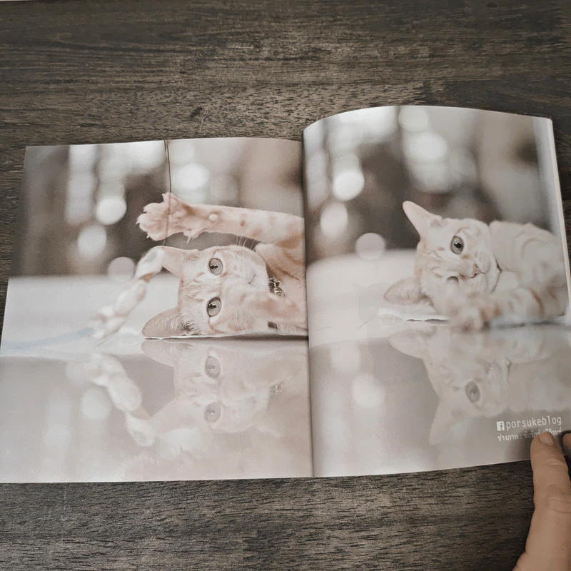 Cat me if you can No.2 ตอน แมวเฮงเฮง - อโณทัย องกิตติกุล รูปที่ 9