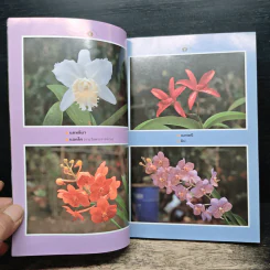 คู่มือเลี้ยงกล้วยไม้ Orchid รูปที่ 6