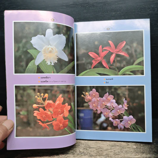 คู่มือเลี้ยงกล้วยไม้ Orchid รูปที่ 6