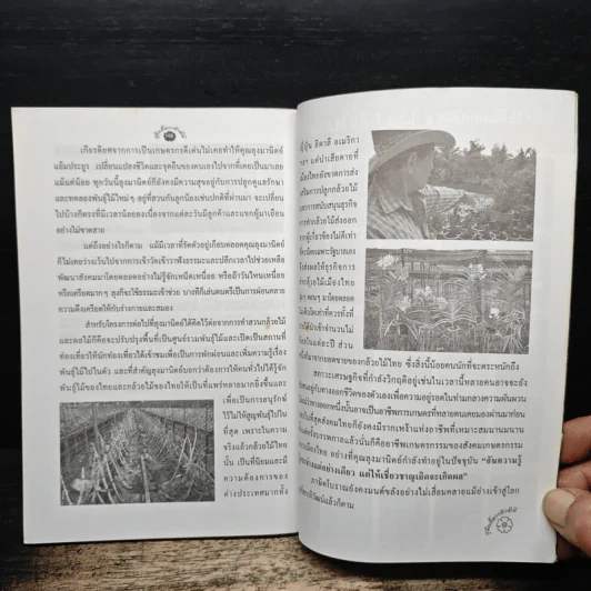 คู่มือเลี้ยงกล้วยไม้ Orchid รูปที่ 8