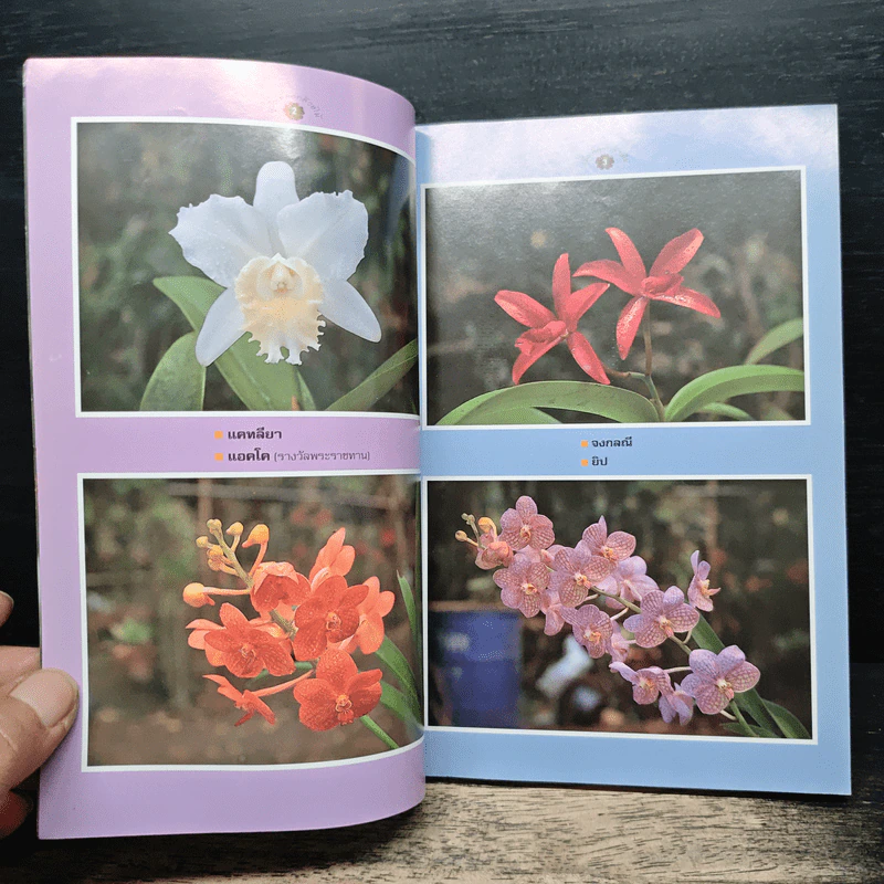 คู่มือเลี้ยงกล้วยไม้ Orchid รูปที่ 6