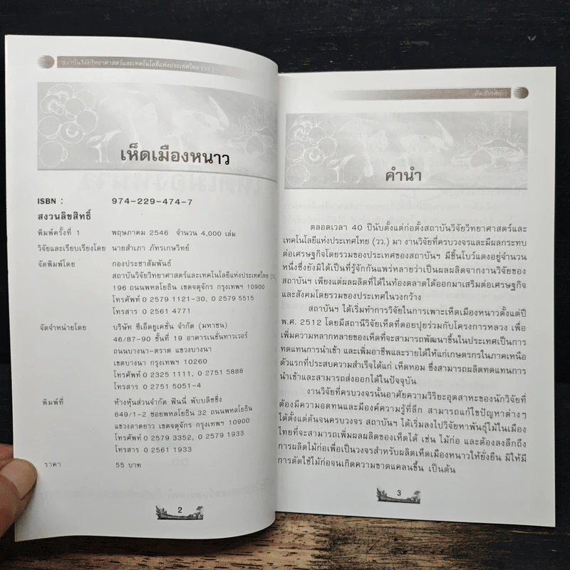 เห็ดเมืองหนาว รูปที่ 6