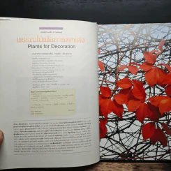 พรรณไม้เพื่อการตกแต่ง Plants For Decoration - รองศาสตราจารย์พรรณเพ็ญ ฉายปรีชา รูปที่ 6