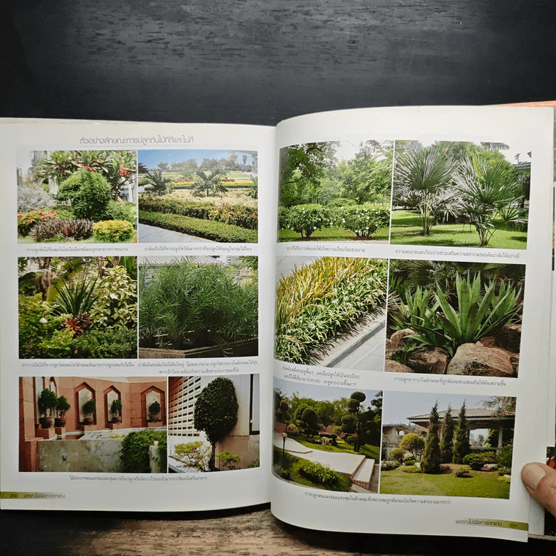 พรรณไม้เพื่อการตกแต่ง Plants For Decoration - รองศาสตราจารย์พรรณเพ็ญ ฉายปรีชา รูปที่ 9