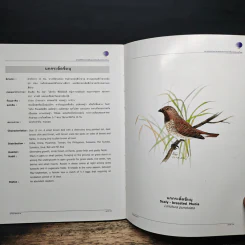 นกในป่าสะแกราช Birds of Sakaerat - สถาบันวิจัยวิทยาศาสตร์และเทคโนโลยีแห่งประเทศไทย รูปที่ 9