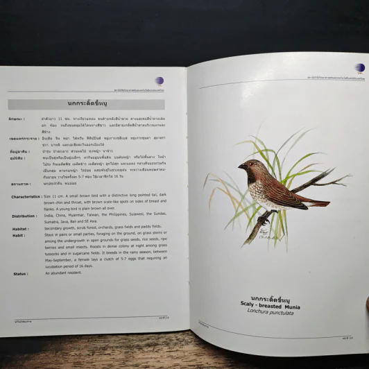 นกในป่าสะแกราช Birds of Sakaerat - สถาบันวิจัยวิทยาศาสตร์และเทคโนโลยีแห่งประเทศไทย รูปที่ 9