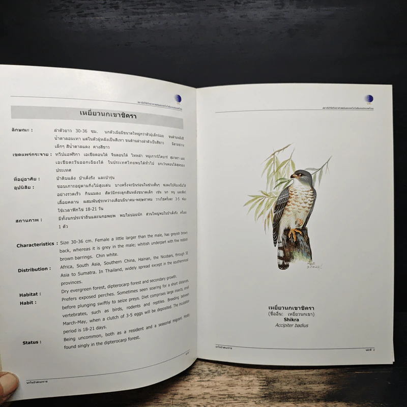 นกในป่าสะแกราช Birds of Sakaerat - สถาบันวิจัยวิทยาศาสตร์และเทคโนโลยีแห่งประเทศไทย รูปที่ 8