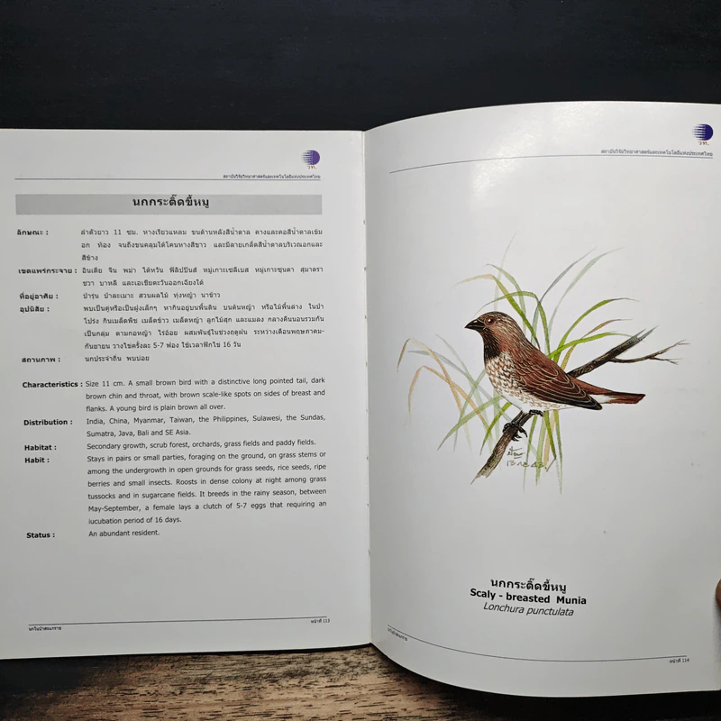 นกในป่าสะแกราช Birds of Sakaerat - สถาบันวิจัยวิทยาศาสตร์และเทคโนโลยีแห่งประเทศไทย รูปที่ 9