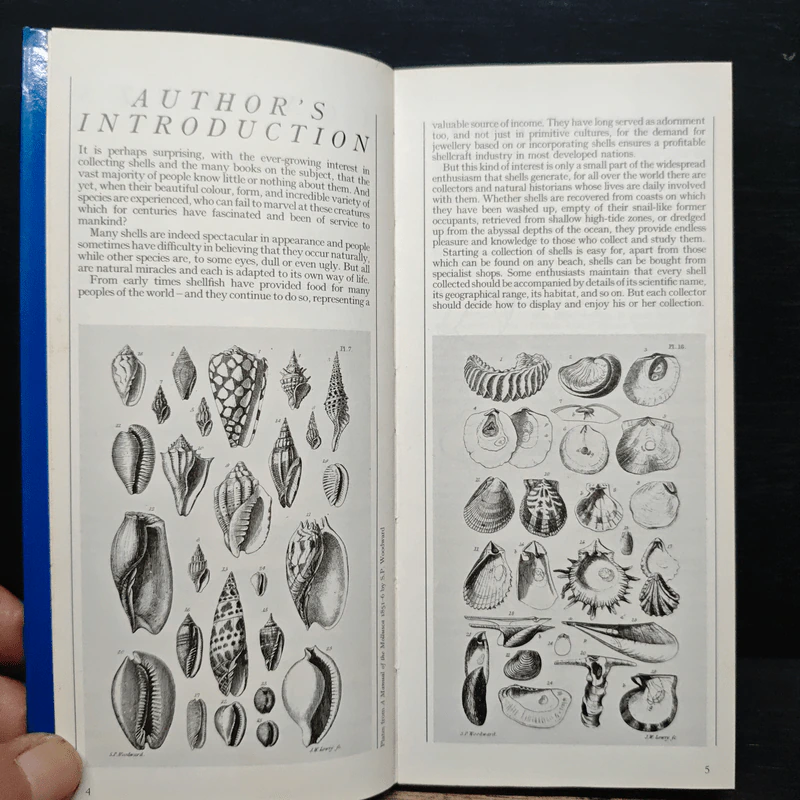 SHELLS OF THE WORLD รูปที่ 7
