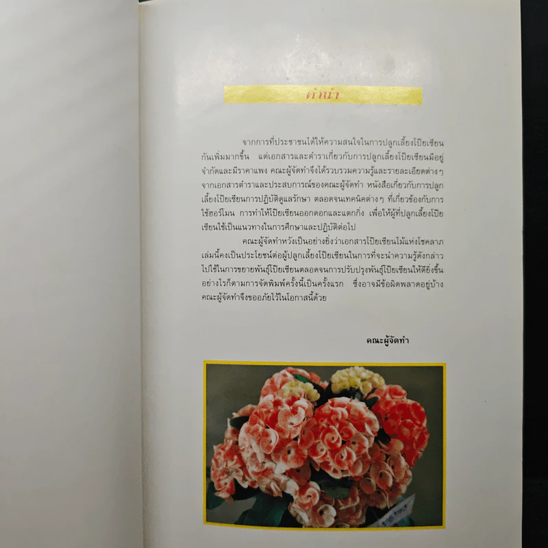 โป๊ยเซียน ไม้แห่งโชคลาภ รูปที่ 6