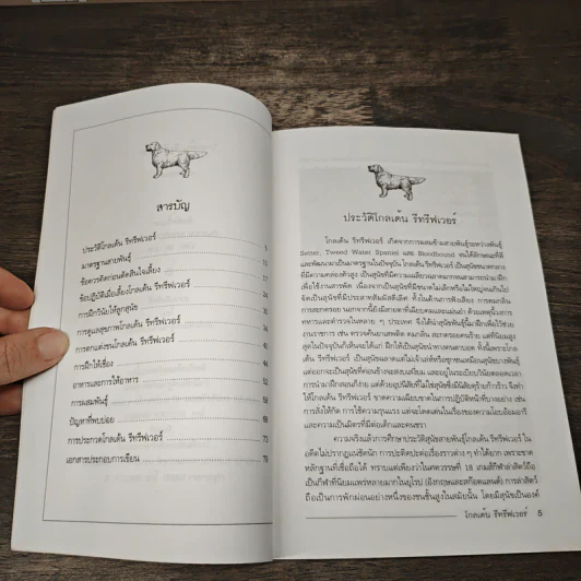 โกเด้น รีทรีฟเวอร์ - ผา สกุลแก้ว รูปที่ 7