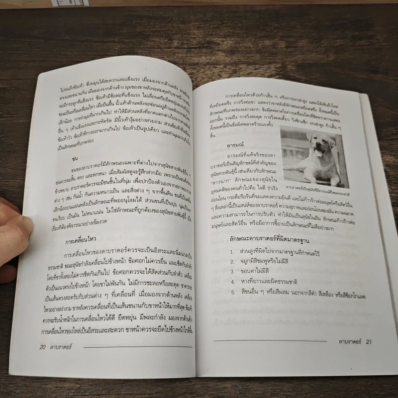 คู่มือลาบราดอร์ รีทรีฟเวอร์ - ผา สกุลแก้ว รูปที่ 8