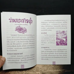 ว่านกระชายดำ รูปที่ 7