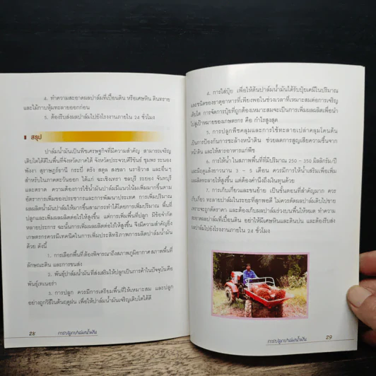 การปลูกปาล์มน้ำมัน - กรมส่งเสริมการเกษตร รูปที่ 7