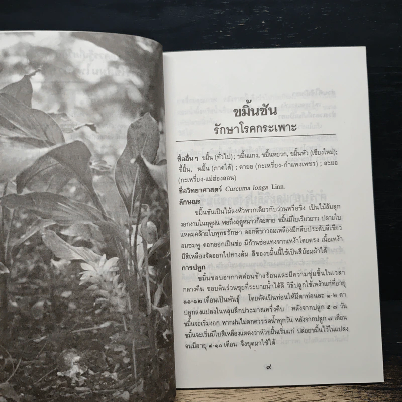 ขมิ้นชัน รักษาโรคกระเพาะ สมุนไพรไทย ทางเลือกใหม่สำหรับคุณ รูปที่ 8