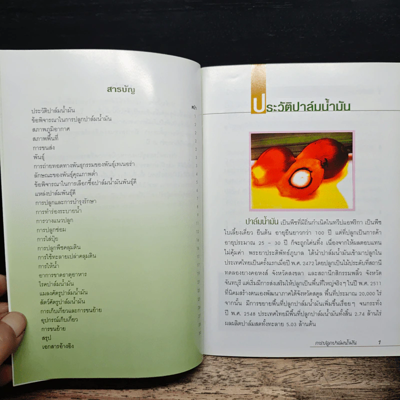 การปลูกปาล์มน้ำมัน - กรมส่งเสริมการเกษตร รูปที่ 6