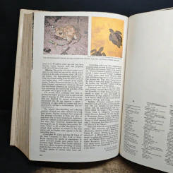 The Americana Annual 1981 รูปที่ 10