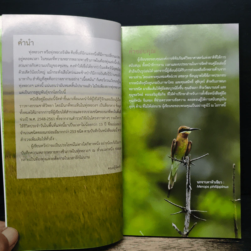 นกในทุ่งสวนหลวง คู่มือธรรมชาติวิทยา รูปที่ 7