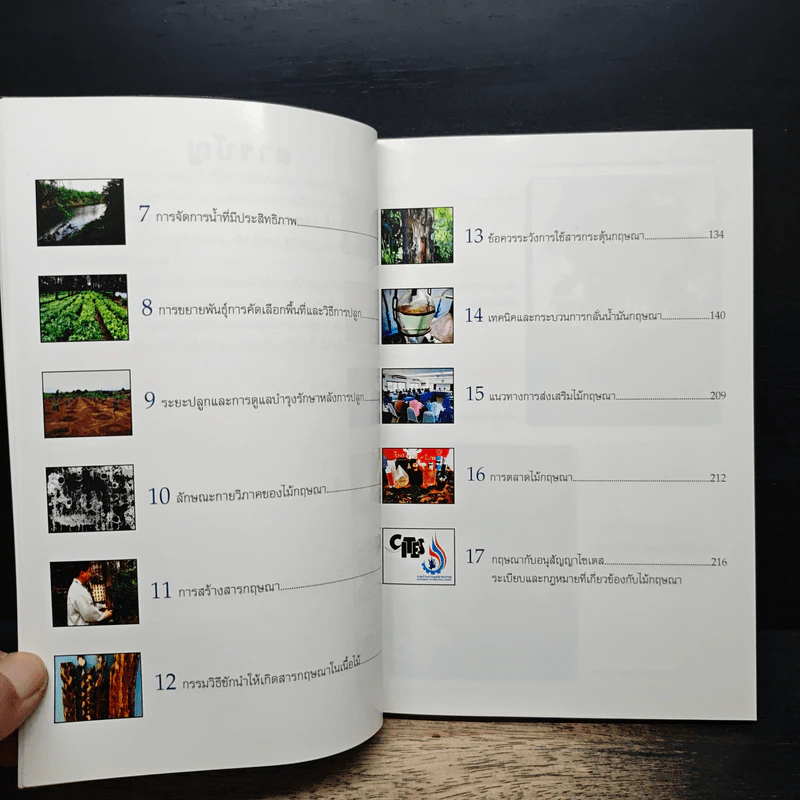 ต้นละหมื่นไร่เป็นล้าน... รูปที่ 8