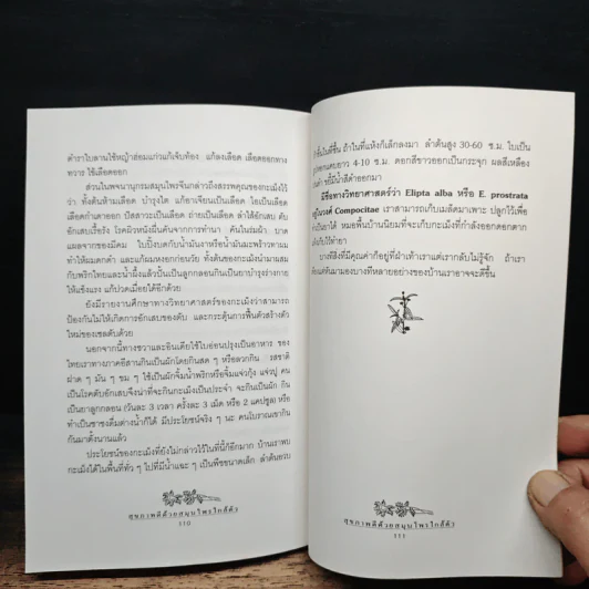 สุขภาพดีด้วยสมุนไพรใกล้ตัว ชุด 1 รูปที่ 9