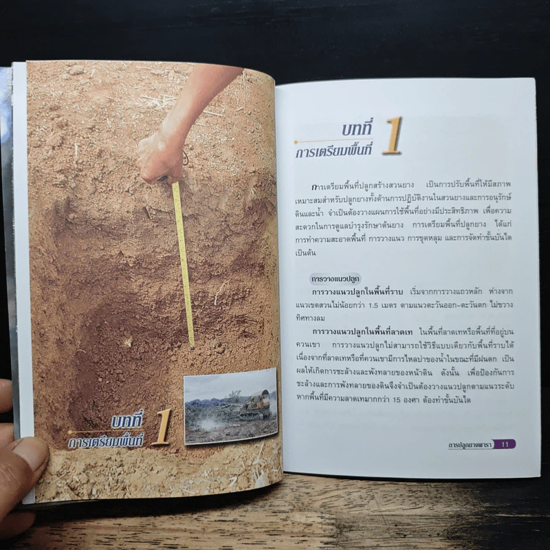 การปลูกยางพารา รูปที่ 7