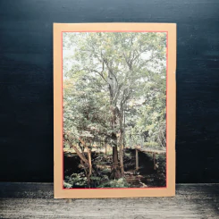 ตะเคียนทอง Hopea odorata Roxb รูปที่ 2