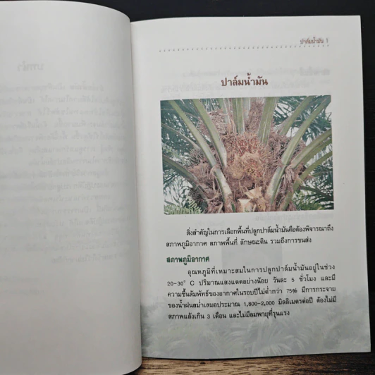 ปาล์มนํ้ามัน - กรมส่งเสริมการเกษตร รูปที่ 7