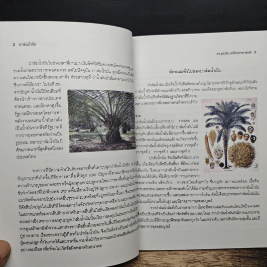 คู่มือชาวสวนปาล์มน้ำมัน รูปที่ 7