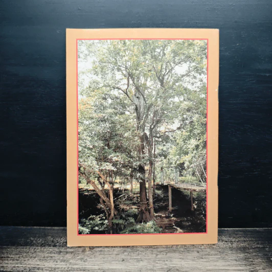 ตะเคียนทอง Hopea odorata Roxb รูปที่ 2